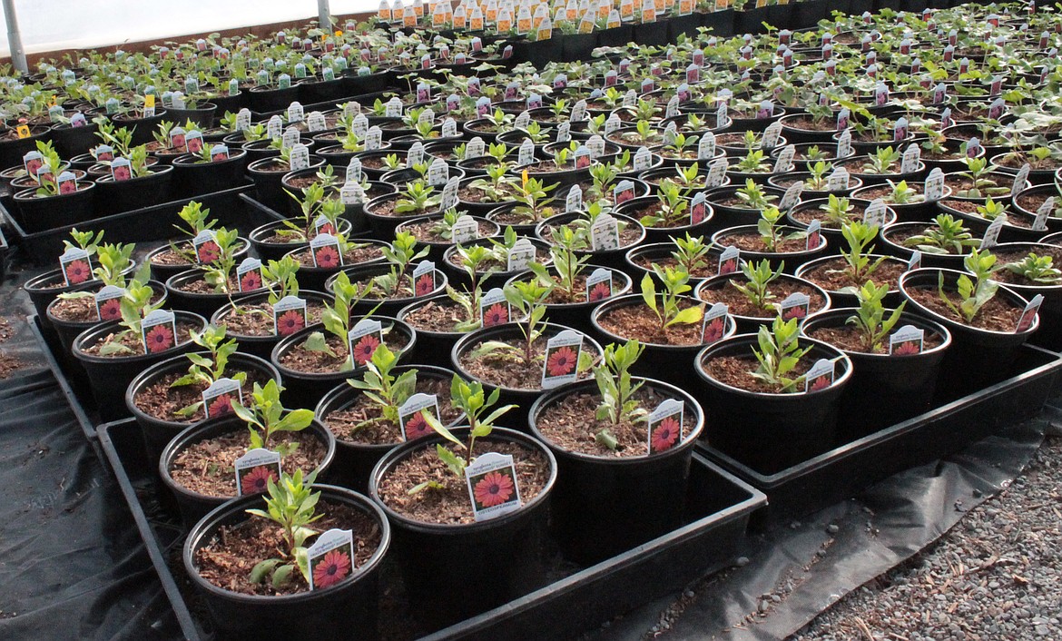 It’s too early yet to plant flowers outside, but they can be started in a warm indoor space, like these African daisies at Seed Cupboard Nursery in Royal City.