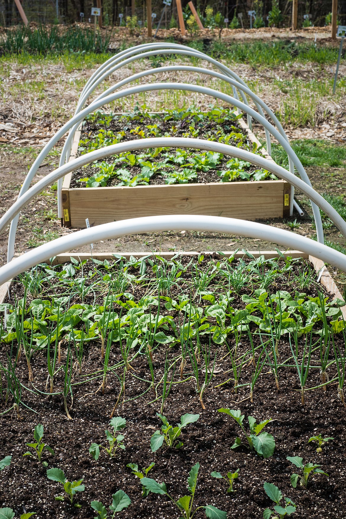A hoop house, made with plastic draped over a frame like this, is a good way to keep early garden starts warm outside until the first frost has passed.