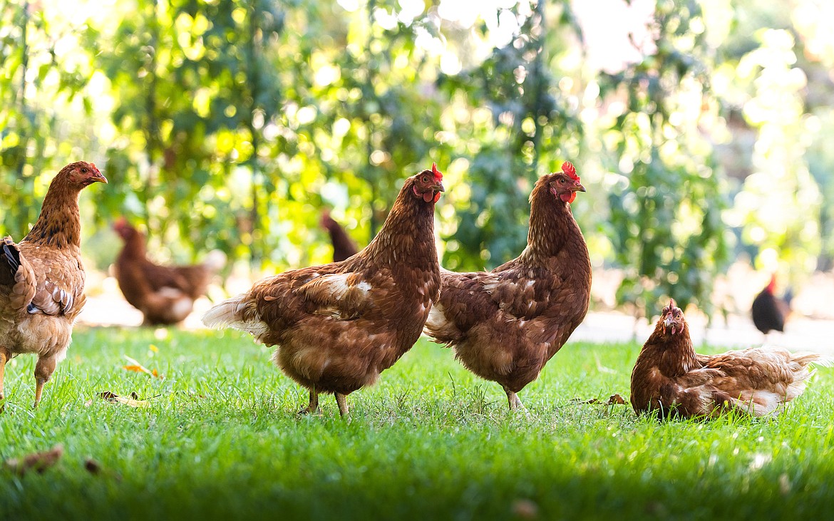 Poultry is susceptible to a variety of medical issues, just like any person, pet or livestock. Taking some simple precautions to ensure a healthy environment can ensure that they live happy, healthy, egg-producing lives.