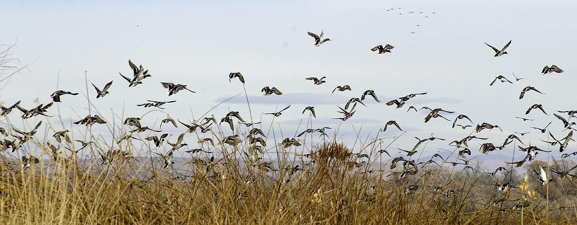 Canada Geese take flight.