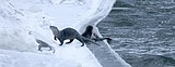 River otter trapping closes in Clearwater Region