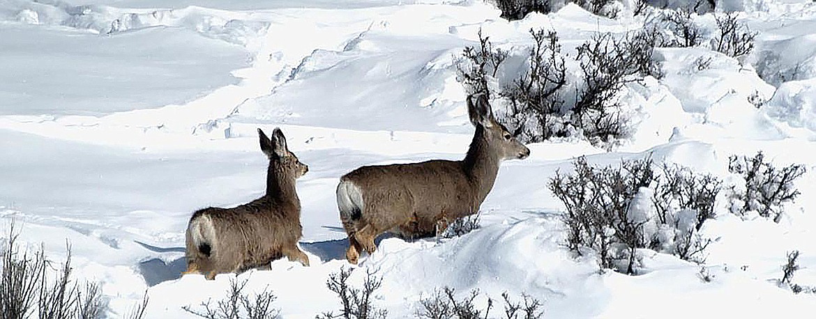 A deer and fawn work their way through heavy snow.