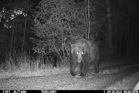 Trail camera footage provided by the Levines shows a grizzly bear moving through the Grave Creek project site. (Courtesy photo)