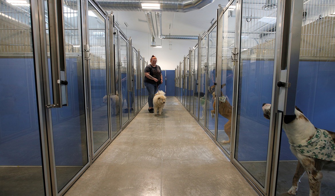 Kootenai Humane Society staff member Kristina Jensen walks Akira, a nine-month-old Chow Chow, toward a kennel at the shelter's new home on Atlas Road on Monday.