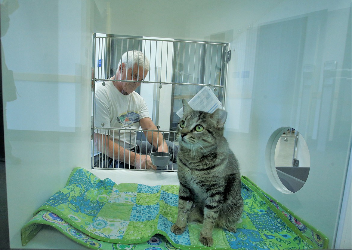 Wade Edington works on a kennel while a cat surveys its surroundings on Monday at the Kootenai Humane Society's new home.