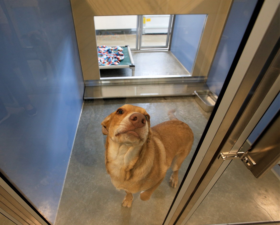 Nala looks through the clear door on her kennel at the Kootenai Humane Society's new home on Monday.