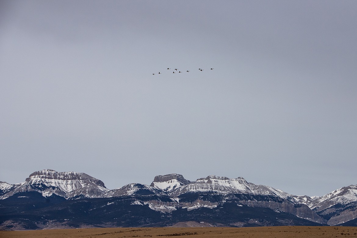 Geese migrate north along the eastern Rocky Mountain Front. (JP Edge photo)