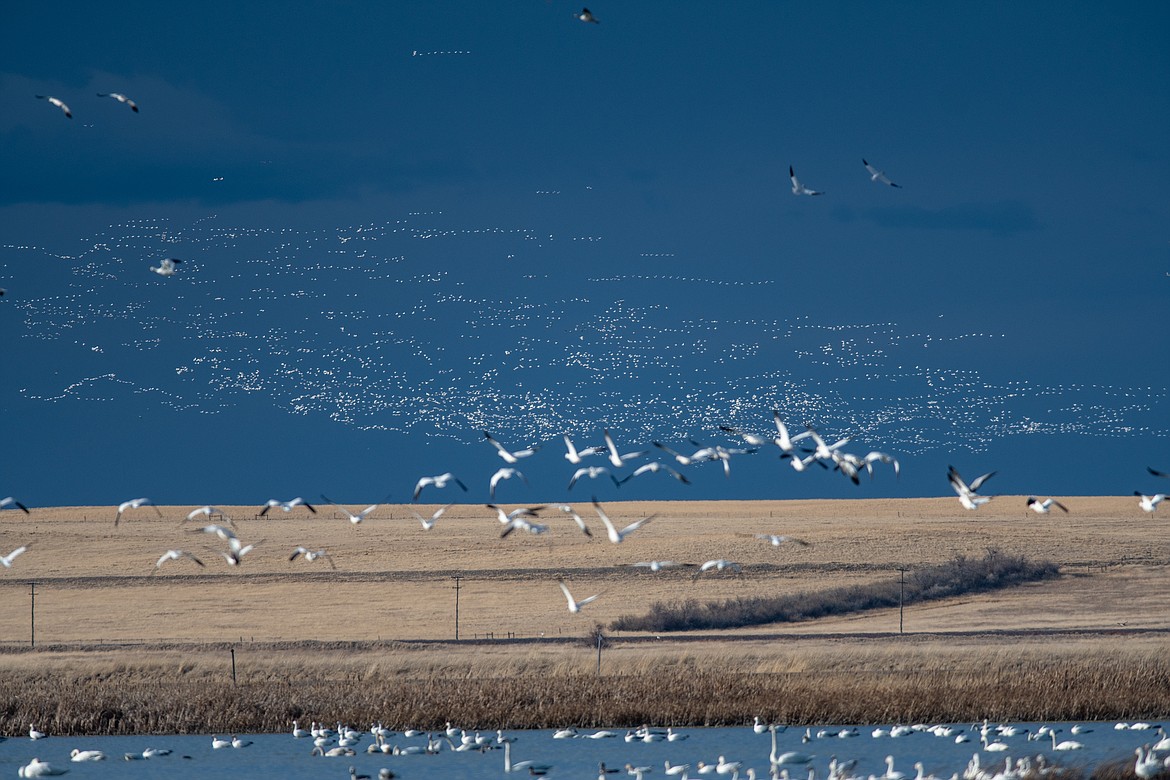 Flocks of snow geese over Freezout Lake Wildlife Management Area. (JP Edge photo)