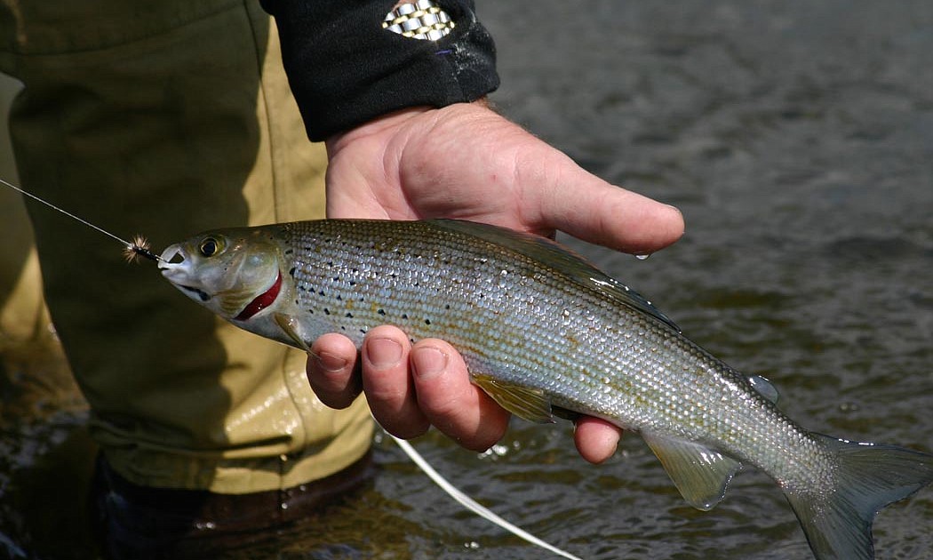 Arctic Grayling Fishing