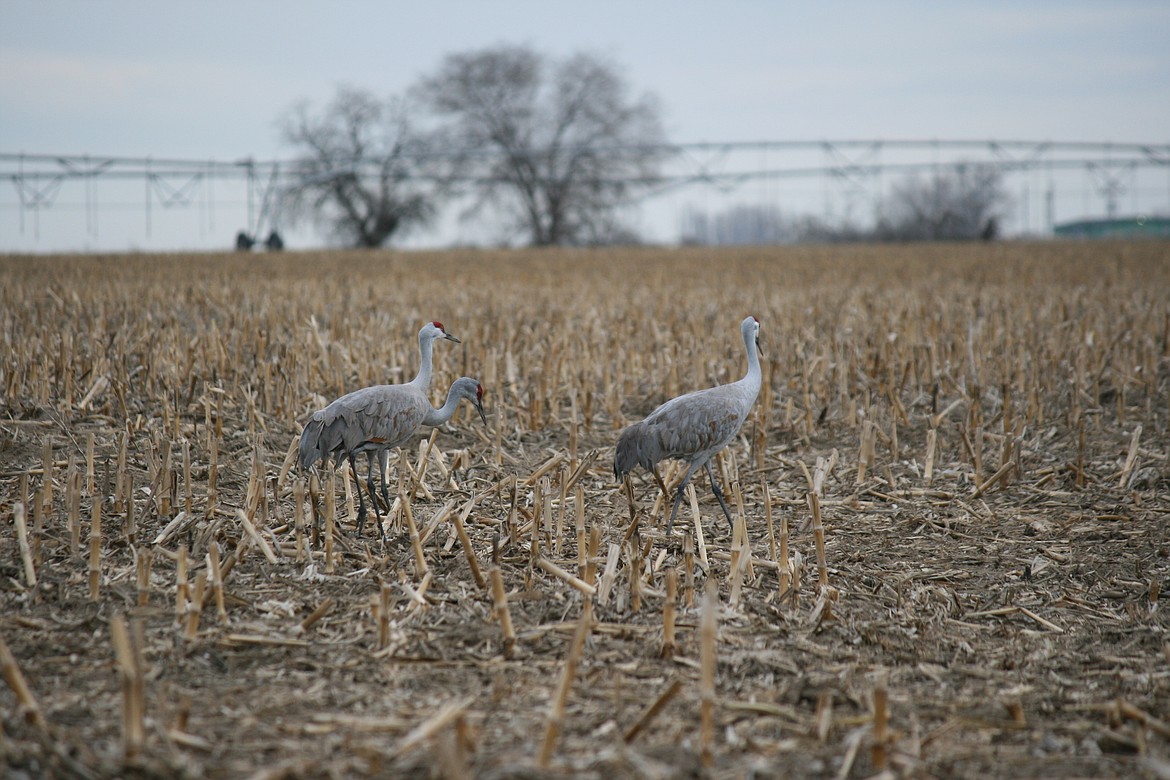 Sandhill cranes forage for food in a field near Othello. The cranes return every year on their way north and are the focus of the annual Othello Sandhill Crane Festival this weekend.