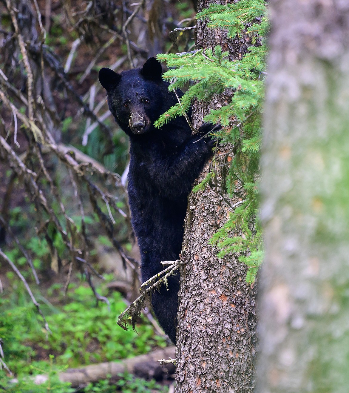 A black bear climbs a tree. (Chris Peterson photo)