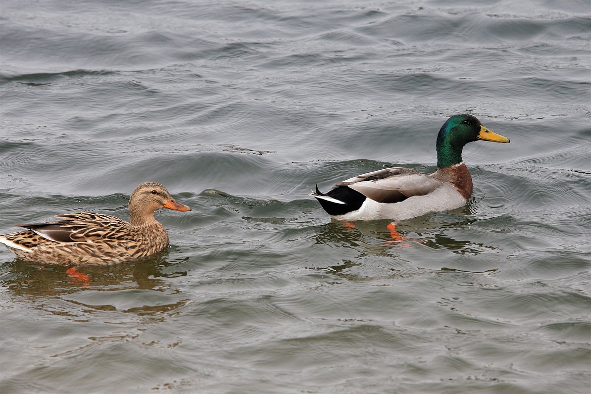 Ducks float in the pond at Riverstone Park on Monday.