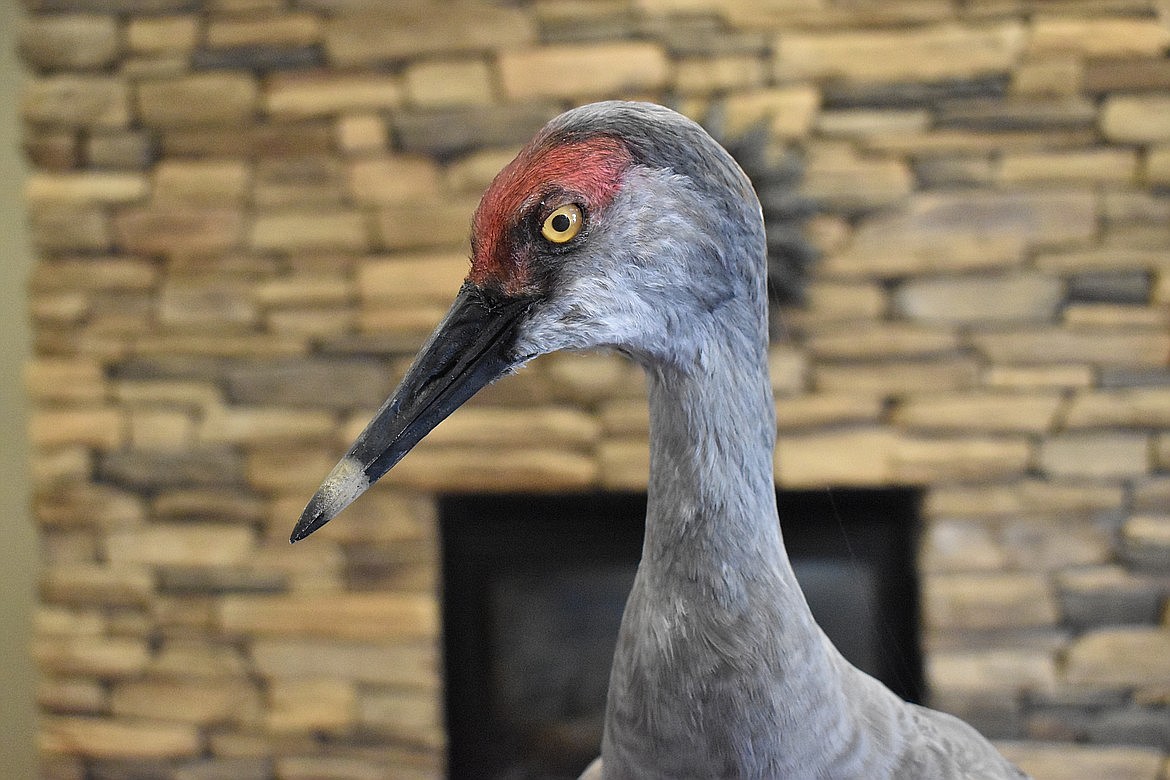 Sandhill Crane Festival starts today Columbia Basin Herald