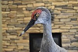 Sandhill Crane Festival starts today