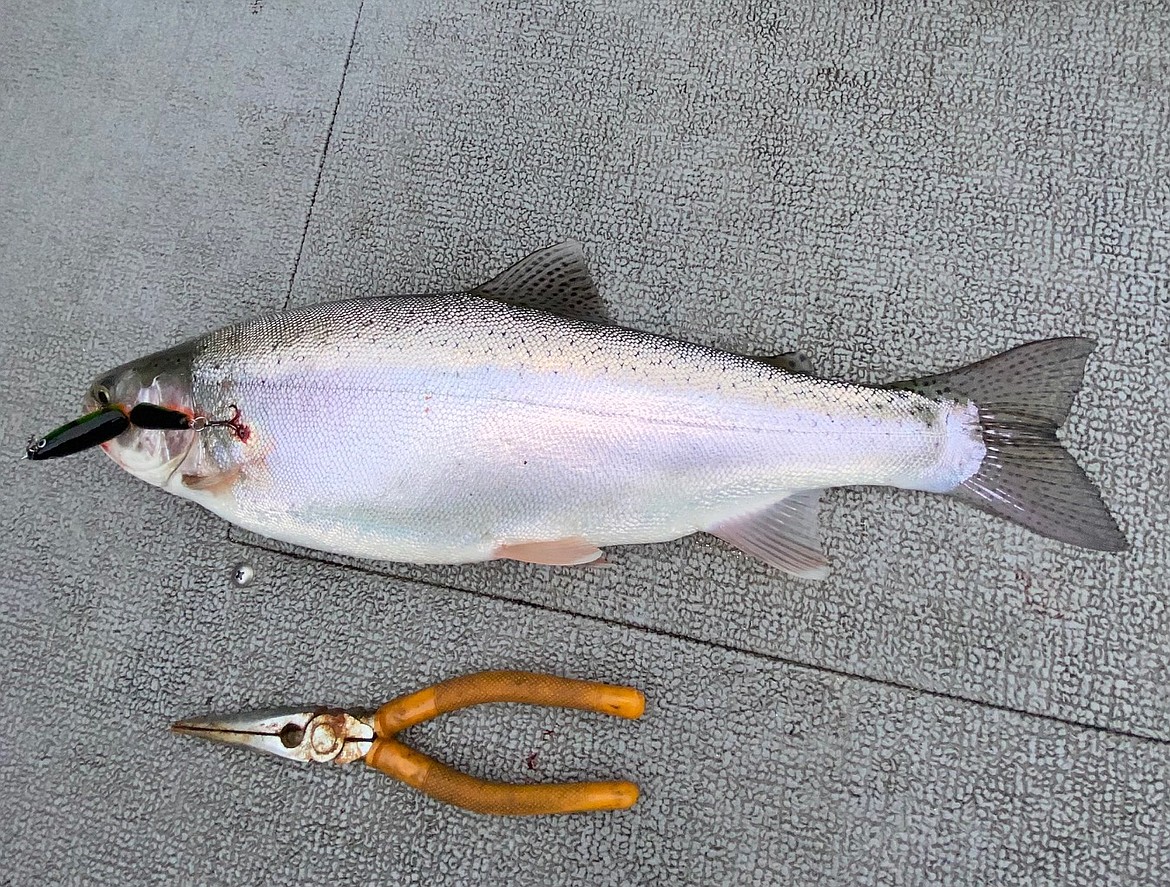 An example of what can be caught in Banks Lake.