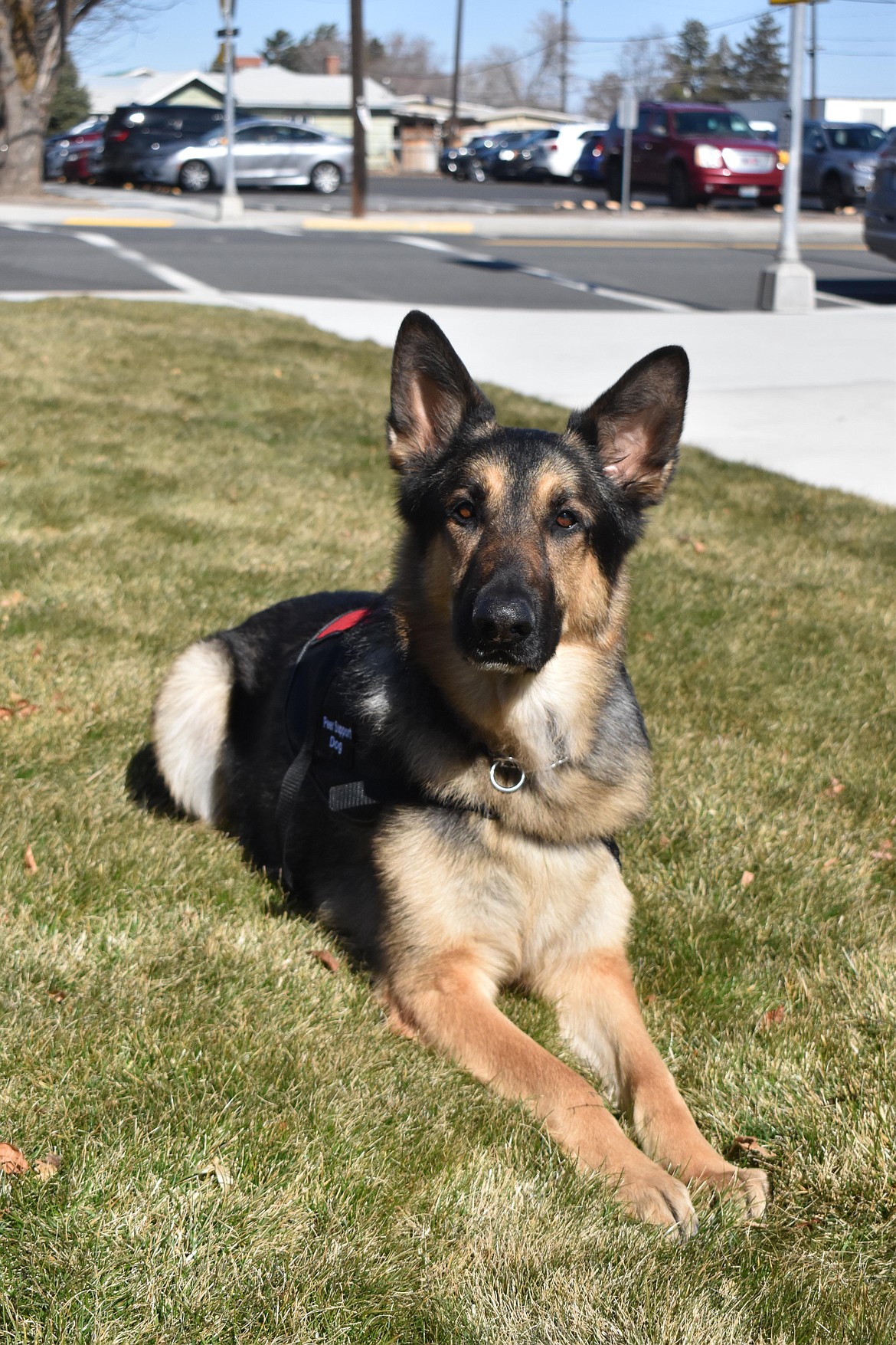 Nitro, a 6-year-old German Shepherd, is putting his paws to work by being a peer support dog for the Grant County Sheriff’s Office.