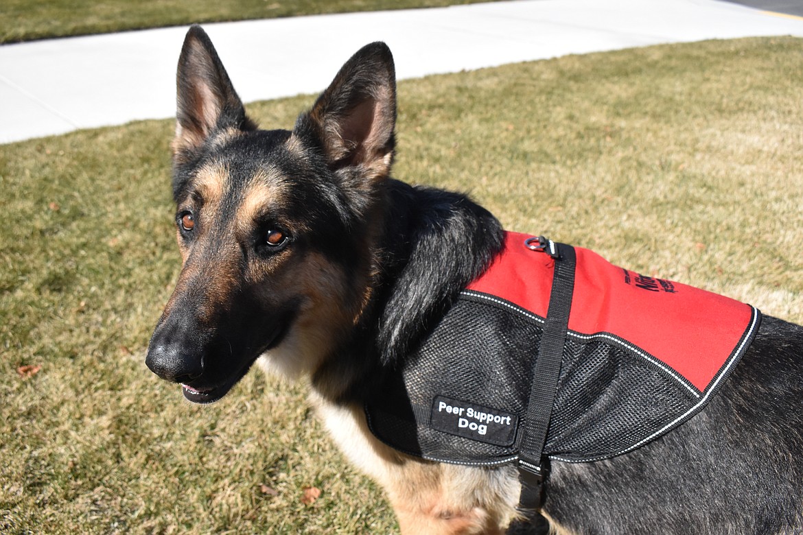 When looking to see what the regulations for a peer support dog are, Josh Sainsbury, Chief Deputy of Emergency Operations at the Sheriff’s Office said Nitro already met or exceeded the standards because of his training and good manners.