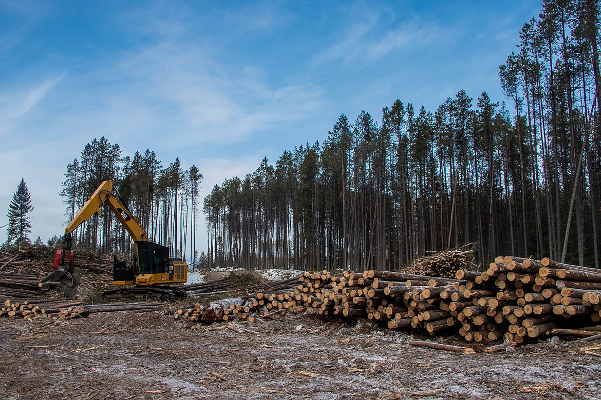 The landing at the Lake Five logging operation is seen on March 9, 2023. (Kate Heston/Daily Inter Lake)