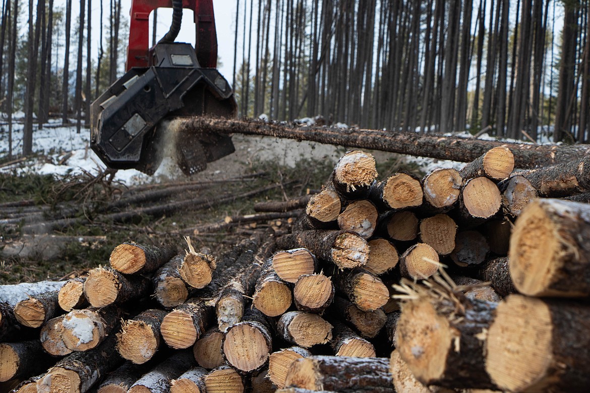 A machine strips the lodgepole trees after they are brought to the logging operation's landing on March 9, 2023 near Coram; the branches and debris get added to a growing slash pile. They are organized by size, and then carted off the property. (Kate Heston/Daily Inter Lake)