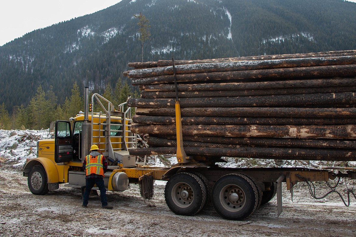 Rocky Keller checks the weight on his timber load in the Flathead National Forest on March 9, 2023. (Kate Heston/Daily Inter Lake)