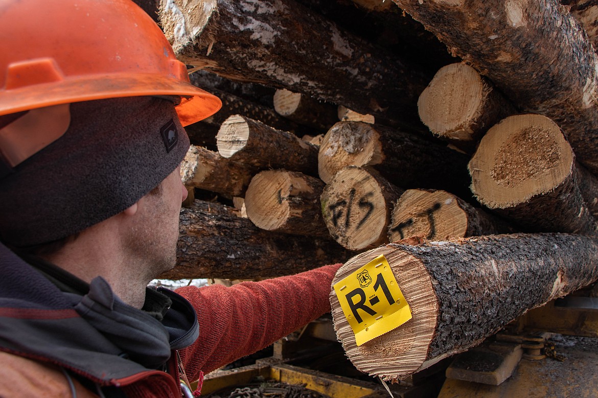 Paul Donnellon, a supervisory forester with the Flathead National Forest, shows how a timber load is labeled before it is driven off on March 9, 2023. (Kate Heston/Daily Inter Lake)