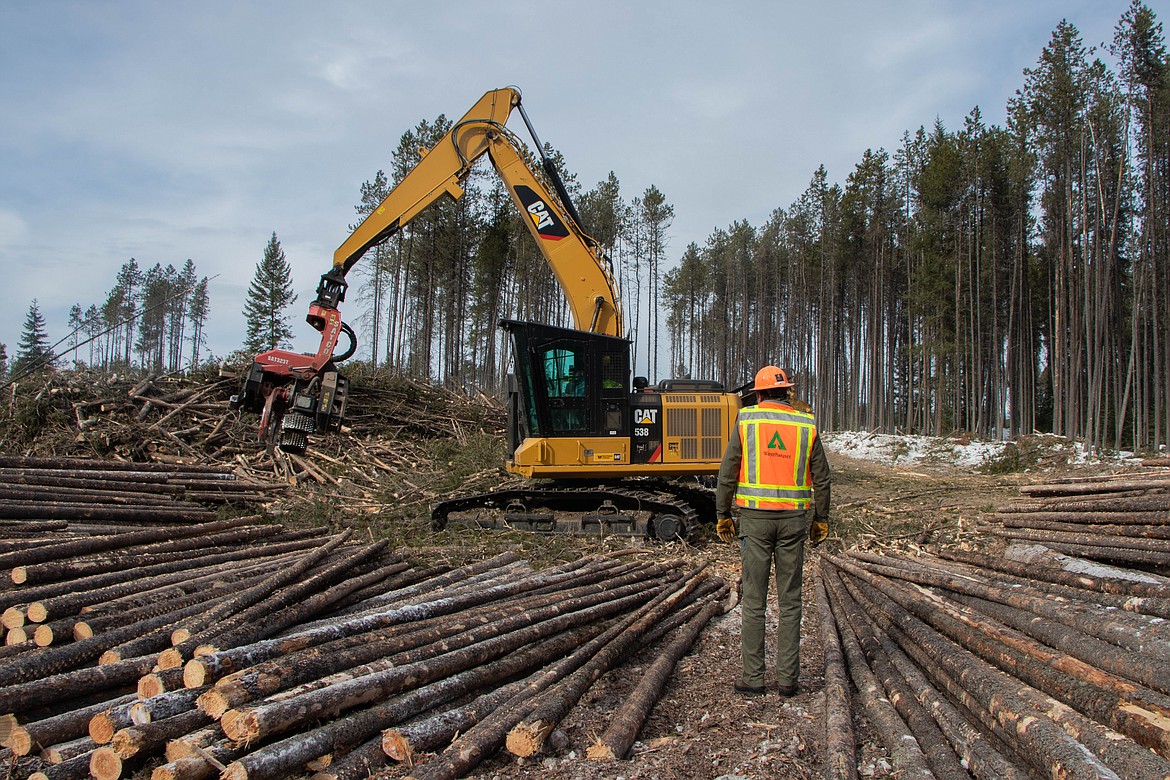 Tye Sundt, with Weyerhaeuser, stands on a logging landing on March 9, 2023. (Kate Heston/Daily Inter Lake)