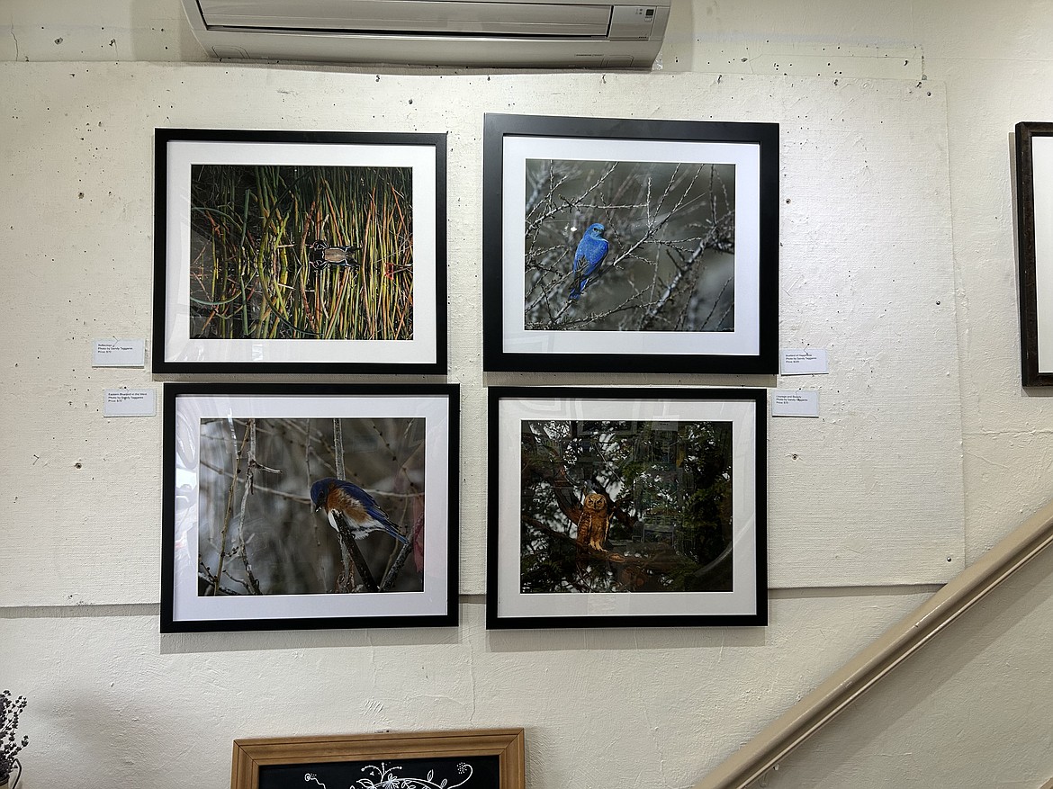 Four photos of birds taken by the Old Hotel Art Gallery’s artist of the month, Sandy Taggares. They are titled “Reflection,” “Bluebird of Happiness,” “Eastern Bluebird in the West” and “Courage and Beauty.”