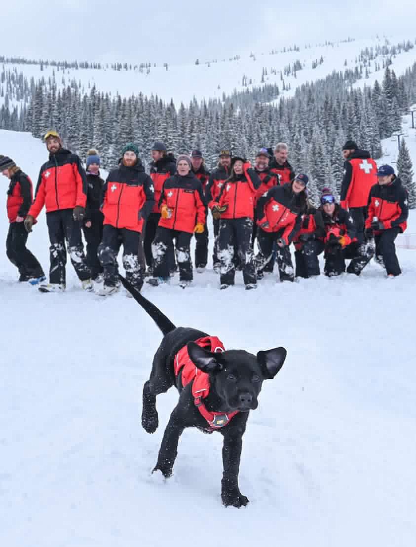 Schweitzer Ski Patrol members cheer as one of Schweitzer avalanche rescue dogs takes off during a training session. A fundraiser is planned for Wednesday, March 29, at Burger Express to raise money for an emergency veterinary bill fund for Annie and the other rescue dogs.