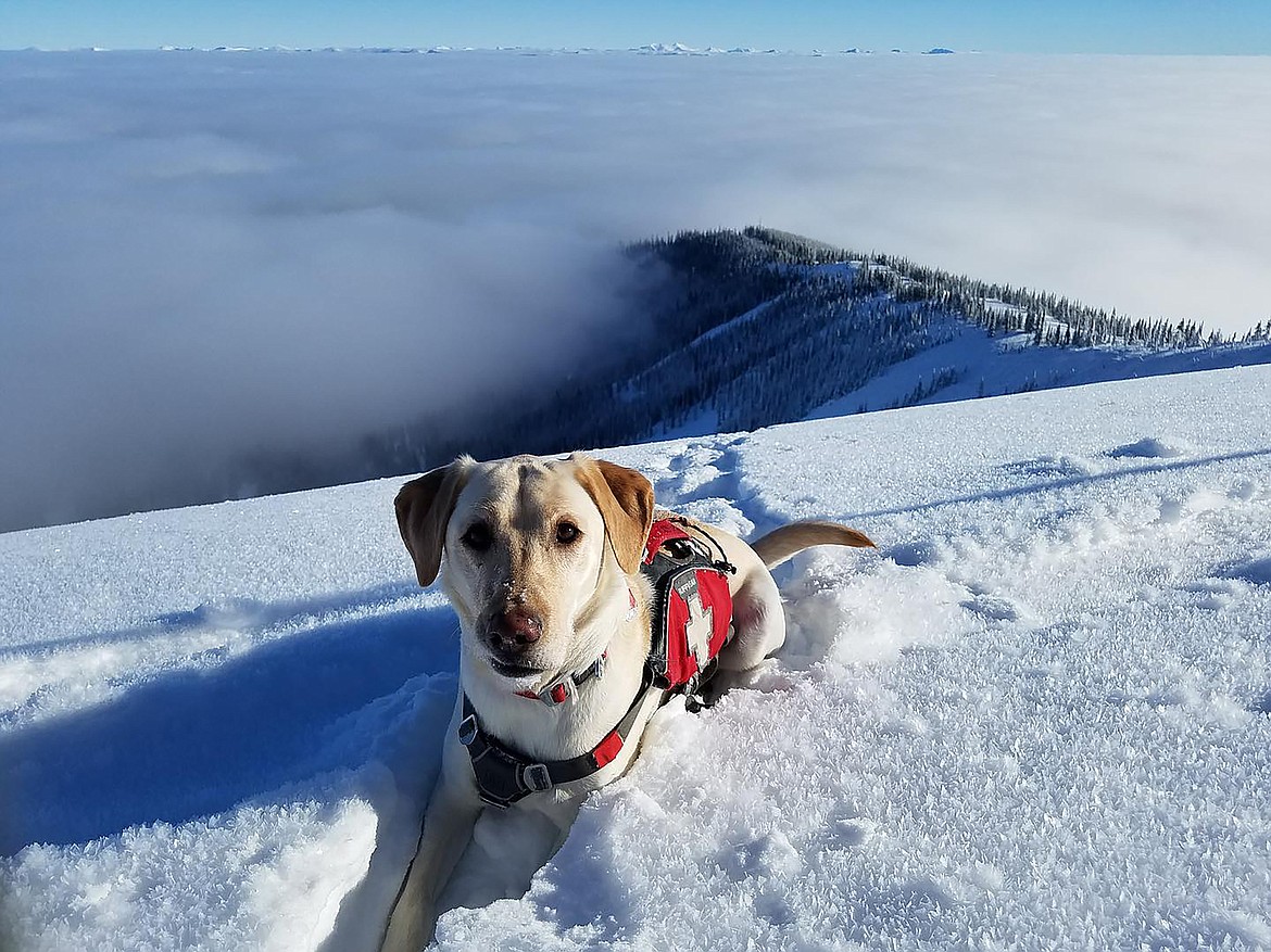Pre-season training for avalanche rescue dogs? It's a thing
