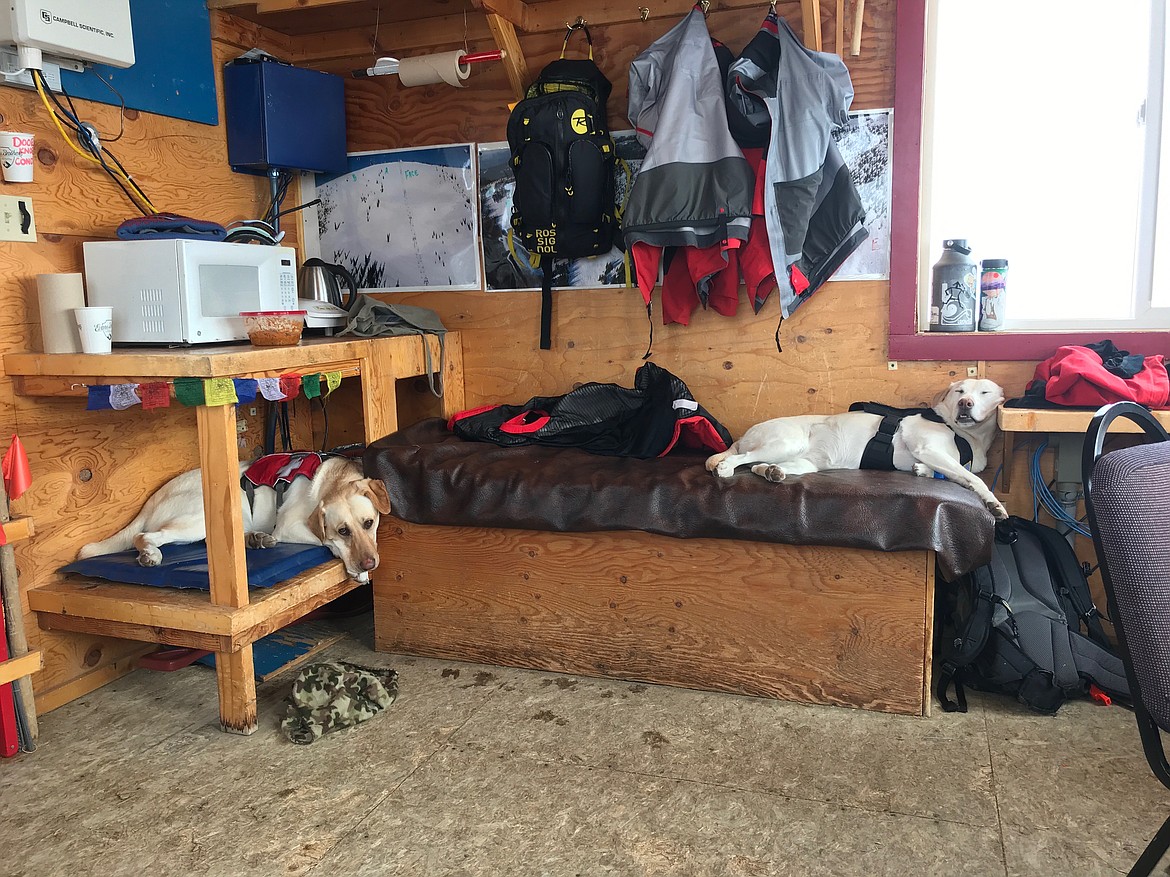 Two of Schweitzer avalanche rescue dogs are pictured taking a well-earned nap. A fundraiser is planned for Wednesday, March 29, at Burger Express to raise money for an emergency veterinary bill fund for Annie and the other rescue dogs.