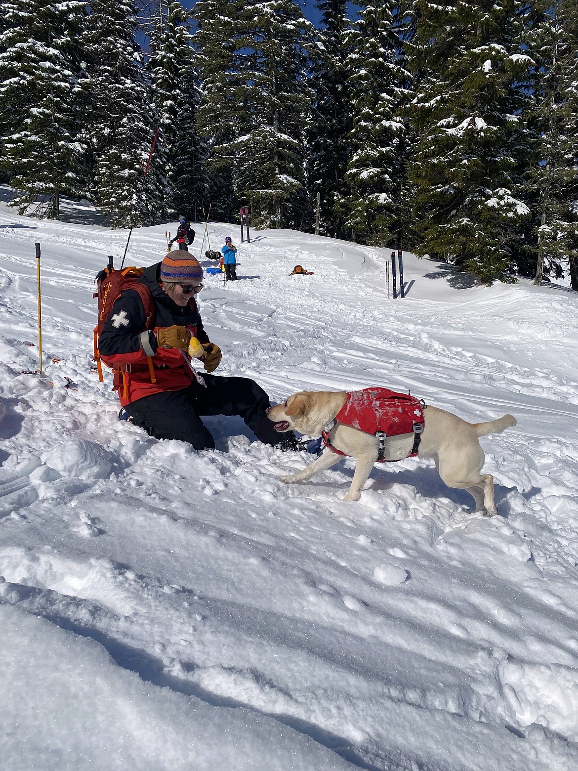 One of Schweitzer avalanche rescue dogs goes through some training recently. A fundraiser is planned for Wednesday, March 29, at Burger Express to raise money for an emergency veterinary bill fund for Annie, who suffered a heart attack on March 11, and the other rescue dogs.