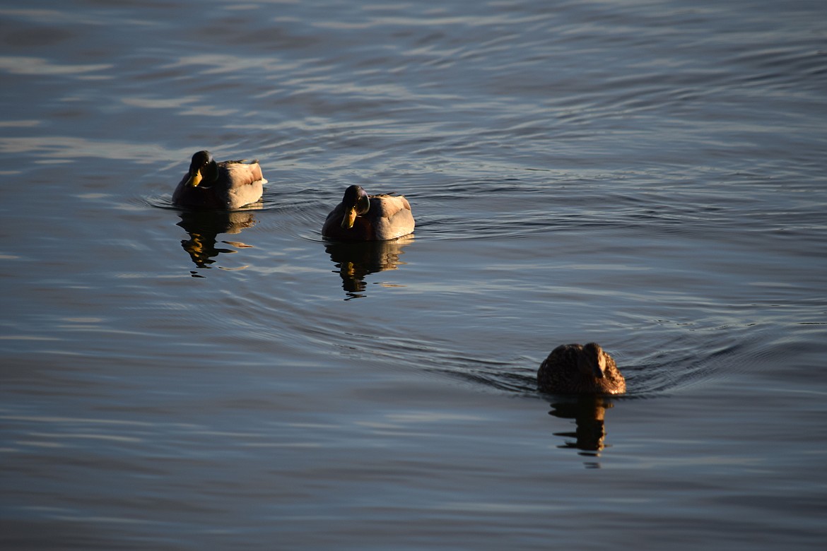 A trio of ducks paddle across Moses Lake early Saturday morning.