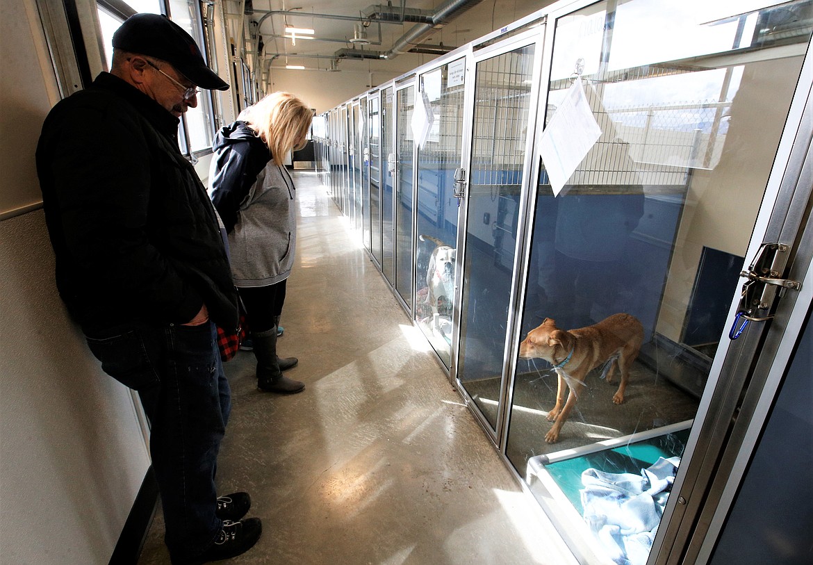 Dennis and Dawn Wright look over dogs, including Lola, a recently surrendered American Bulldog, center, at Companions Animal Center that opened Saturday. The Wrights adopted Lola.