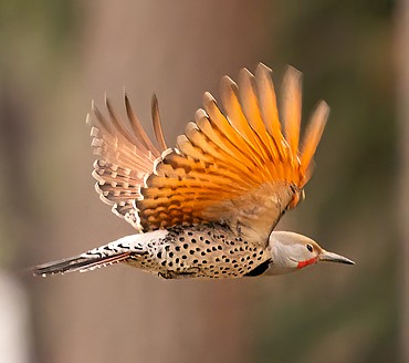 A northern flicker, captured in flight by local photographer Marti Stow, shows a flash of red in its wings. A hybrid of the species found in the eastern U.S. will show a flash of yellow.