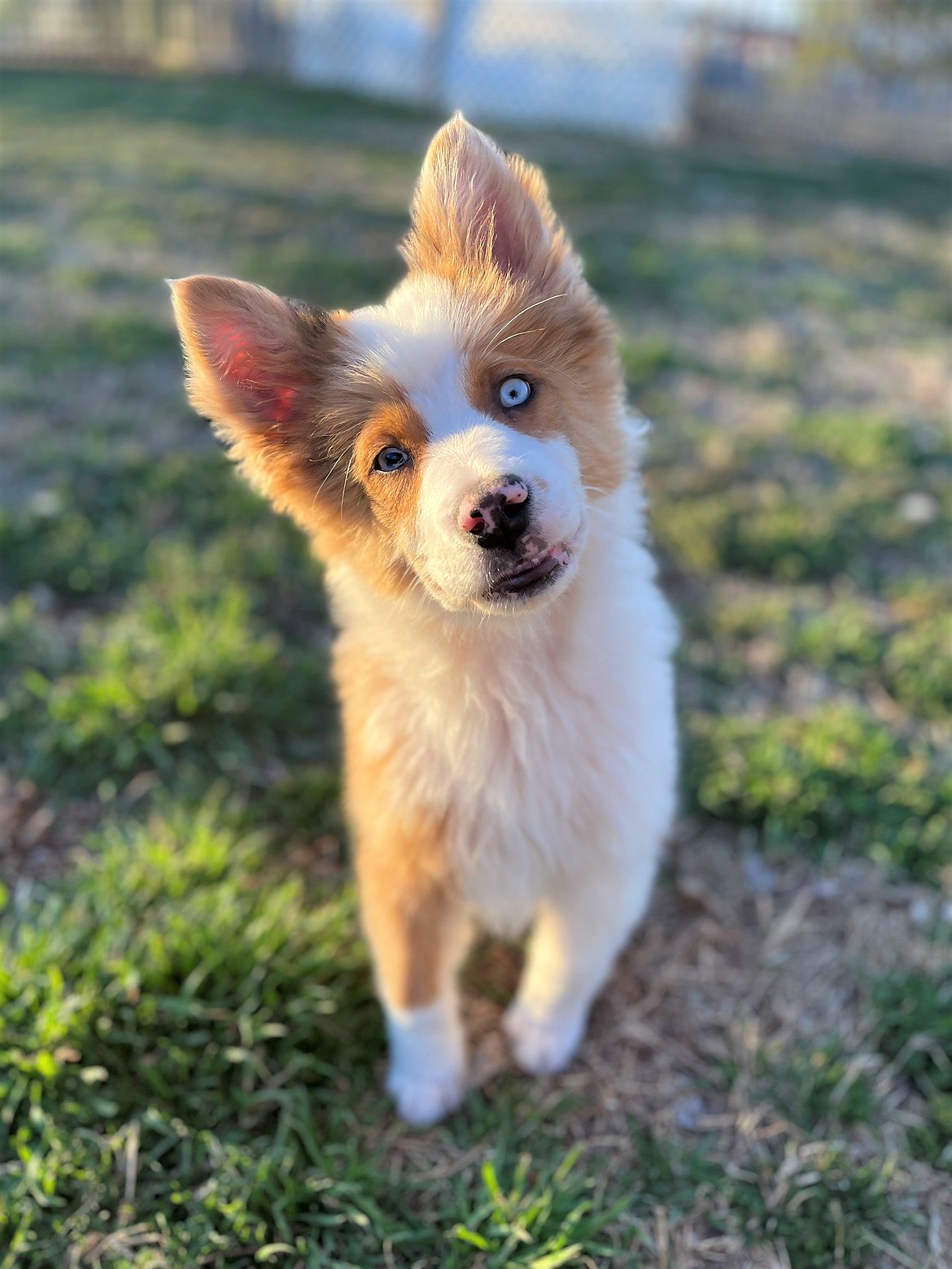 Photo courtesy Cristene Justus
One of the furry friends of Double J Dog Ranch plays in a field.