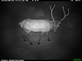 Good fences make good wildlife neighbors
