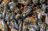 Indoor ‘queen banking’ could help beekeepers deal with changing climate