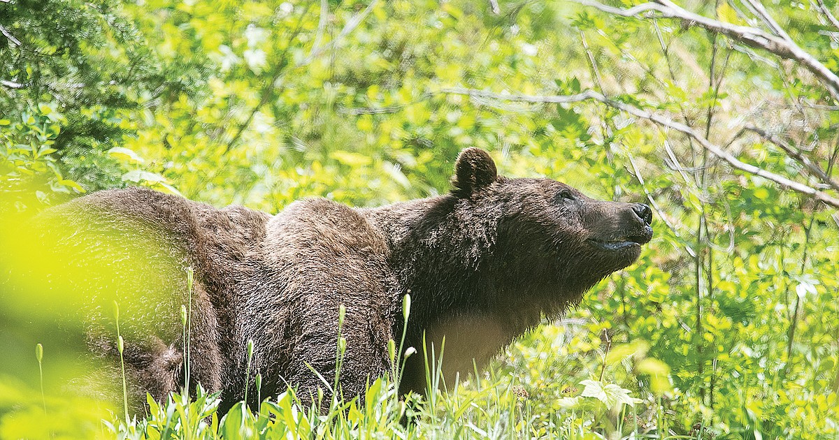 Huckleberry picker shoots, kills attacking grizzly that had three cubs