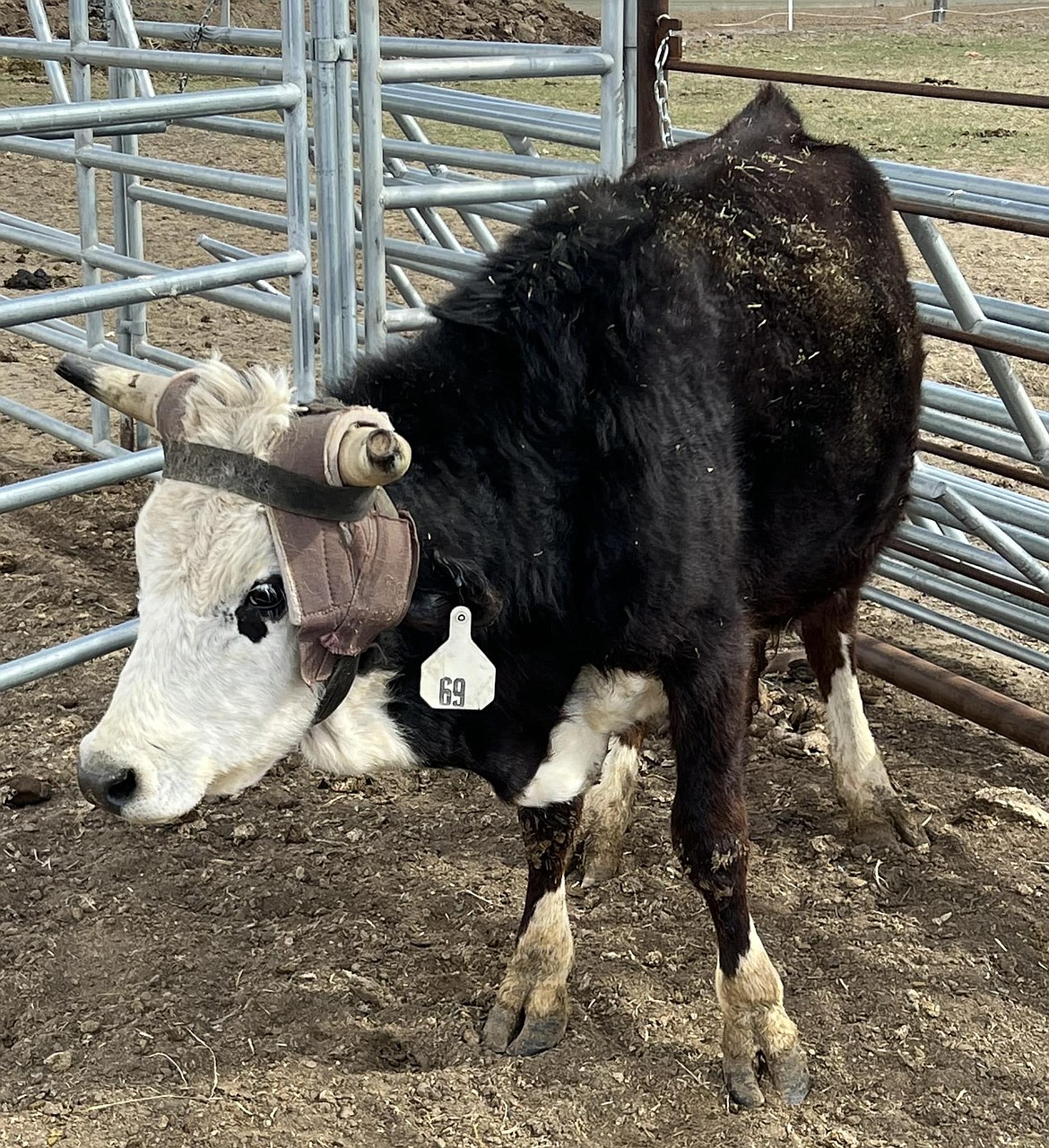 Panda the Mexican steer will be sold at auction to raise money in support of Caleb Berquist and his family after he suffered injuries in a recent accident in a side-by-side ATV.