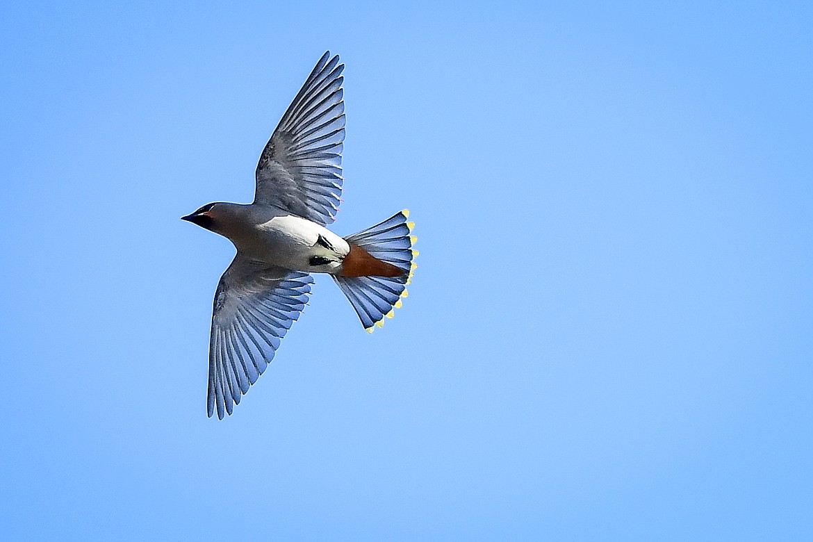 A cedar waxwing takes flight from a tree over the Flathead River on Thursday, March 16. (Casey Kreider/Daily Inter Lake)