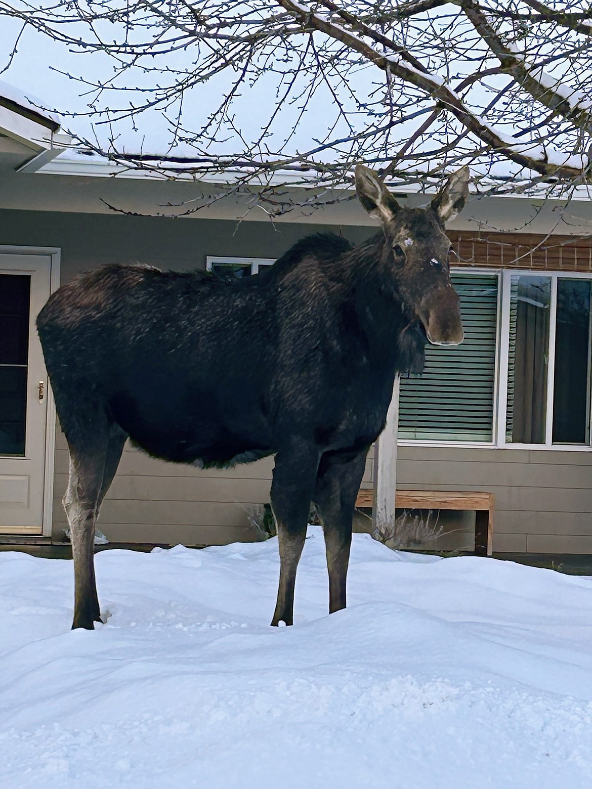 Donna Davis captured this Best Shot of a moose on the loose in the streets of downtown Sandpoint.