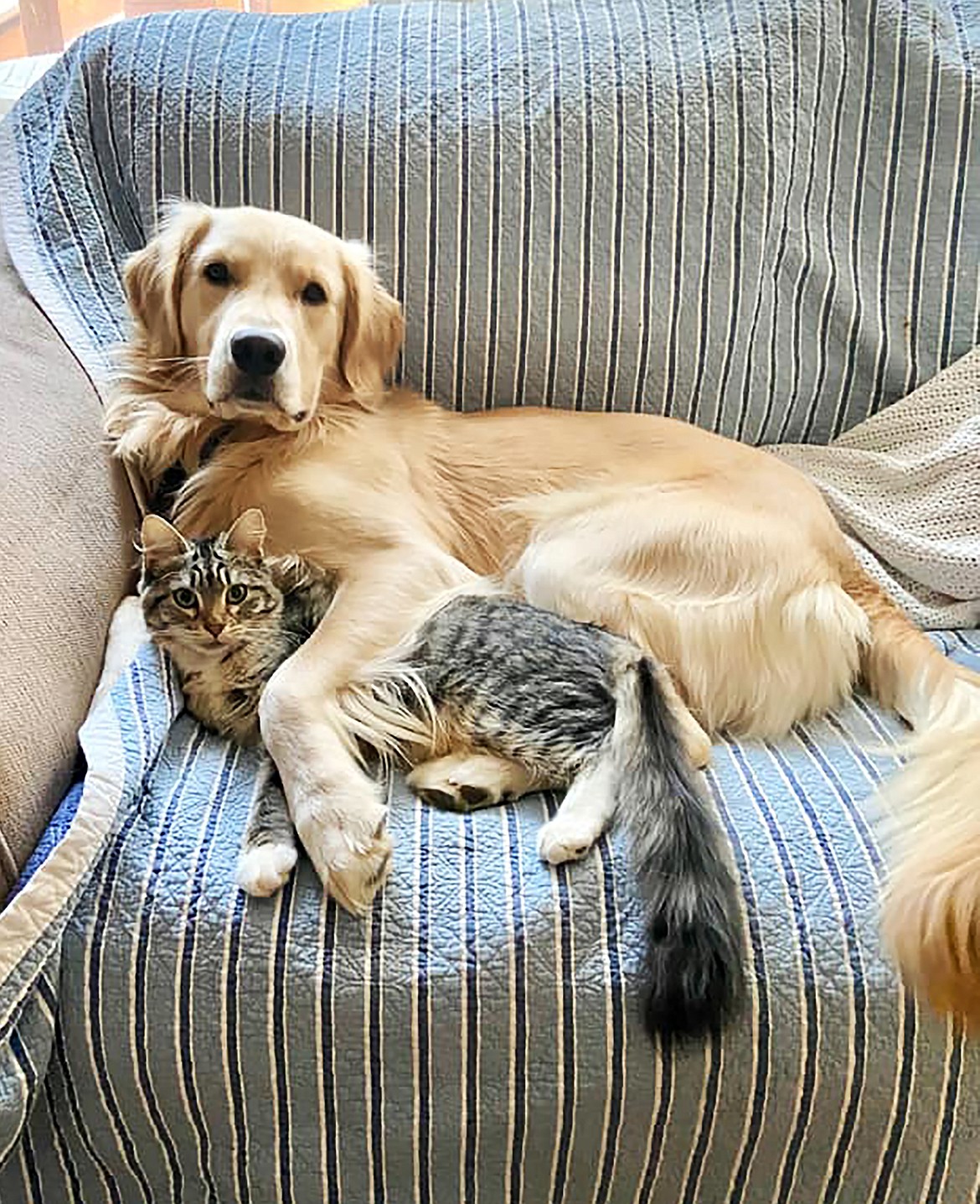 Stephanie Harper shared this Best Shot of Lenny and his kitty, Iris. If you have a photo that you took that you would like to see run as a Best Shot or I Took The Bee send it to the Bonner County Daily Bee, P.O. Box 159, Sandpoint, Idaho, 83864; or drop them off at 310 Church St., Sandpoint. You may also email your pictures in to the Bonner County Daily Bee along with your name, caption information, hometown and phone number to news@bonnercountydailybee.com.