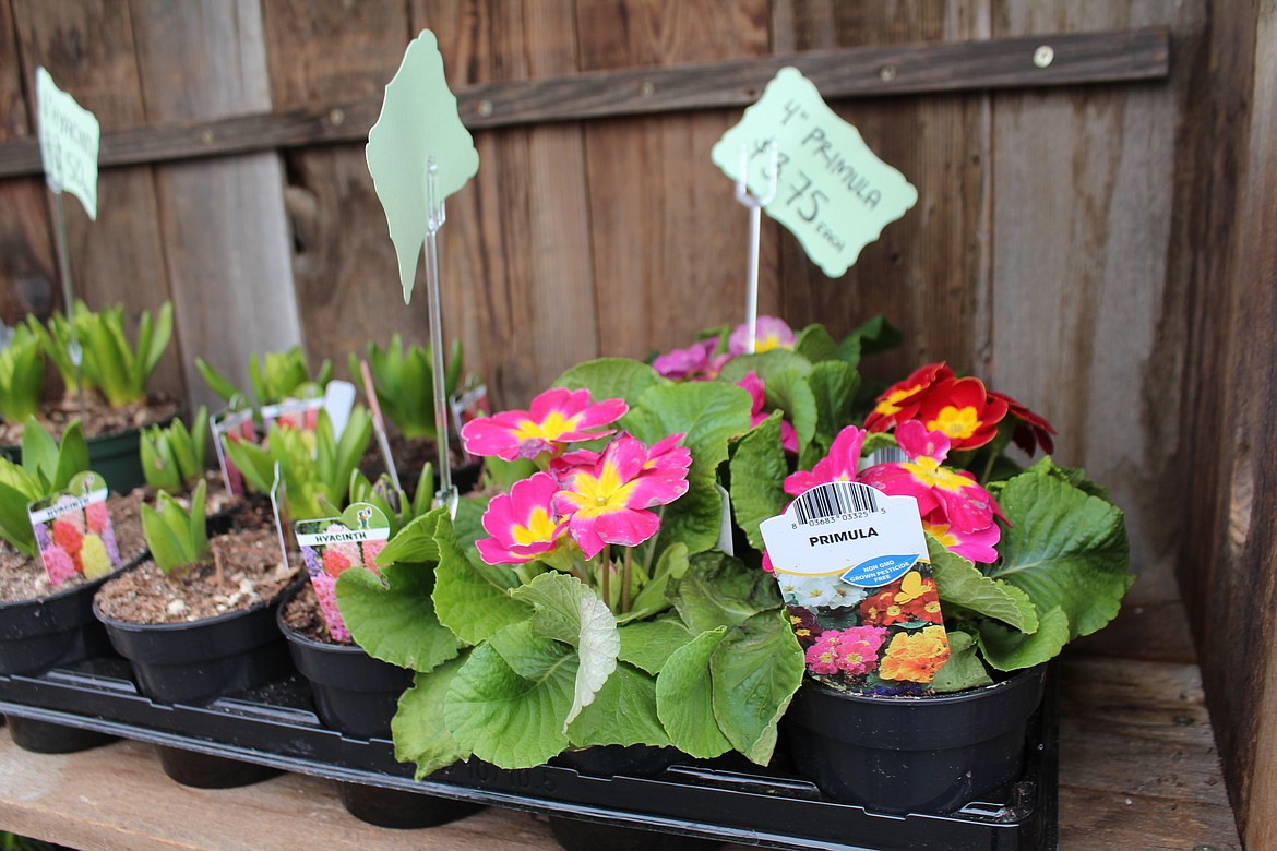 Spring flowers are on display outside the Flower Basket in Quincy.