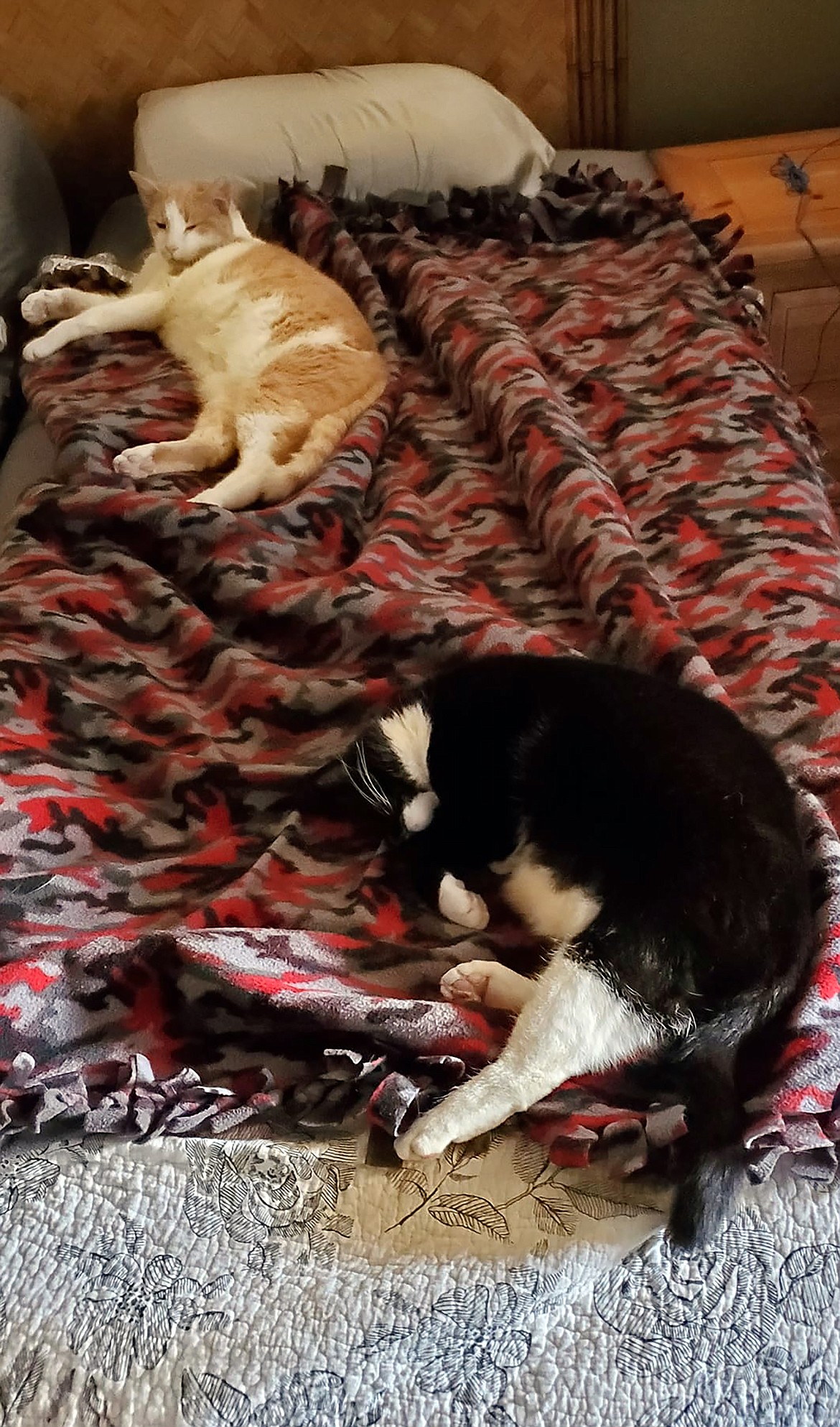 C. Chang Swanson shared this Best Shot of a pair of four-legged family members enjoying a snooze. Swanson shared the photo in response to a Daily Bee Facebook post asking readers to share their favorite recent photo. If you have a photo that you took that you would like to see run as a Best Shot or I Took The Bee send it to the Bonner County Daily Bee, P.O. Box 159, Sandpoint, Idaho, 83864; or drop them off at 310 Church St., Sandpoint. You may also email your pictures in to the Bonner County Daily Bee along with your name, caption information, hometown and phone number to news@bonnercountydailybee.com.