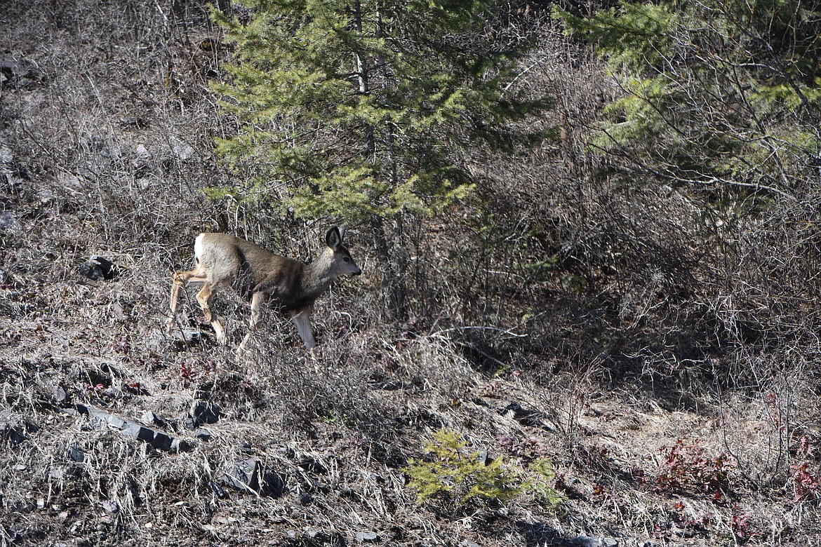 A young mule deer seeks forage on a hill above U.S. 2 east of Libby. (Scott Shindledecker/The Western News)