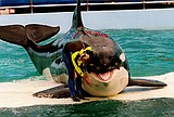 52 years after capture, orca Lolita may return to Pacific
