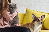 The hidden dangers of salmonella infections