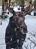 Moose tag applications open