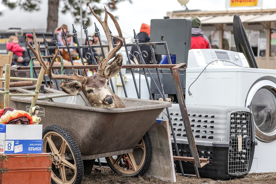 A deer mount in a wheel barrow at the Creston Auction on Saturday. (JP Edge photo)