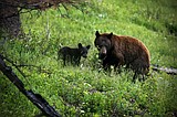 Bears reemerge in the Flathead Valley